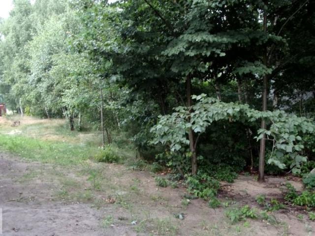 Działka 2 300 m², Bedoń Przykościelny
