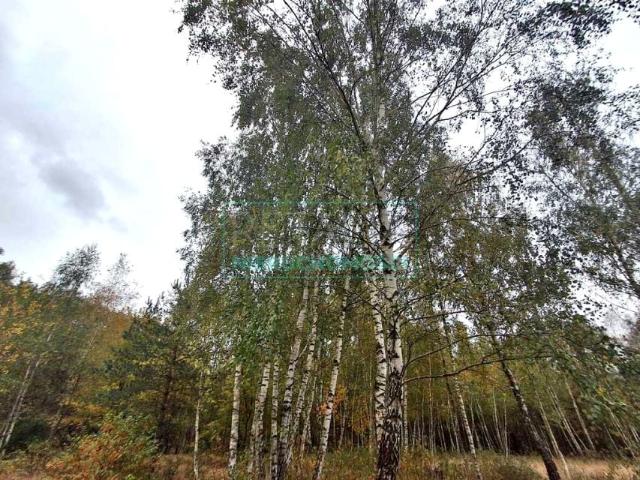 Działka 2 800 m², Radonie
