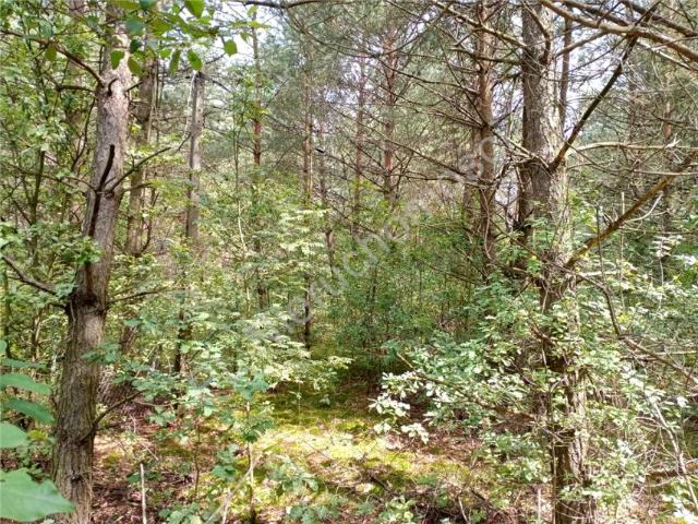 Działka 2 959 m², Tymoteuszew