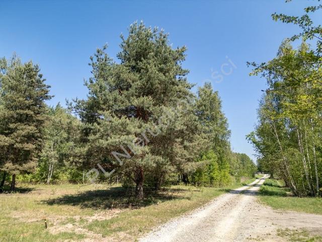 Działka 3000 m2 w Radoniach – cisza, las, media