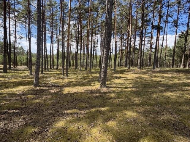 Sprzedam działkę 3000 m² w Borach Tucholskich z mediami i dostępem do jezior
