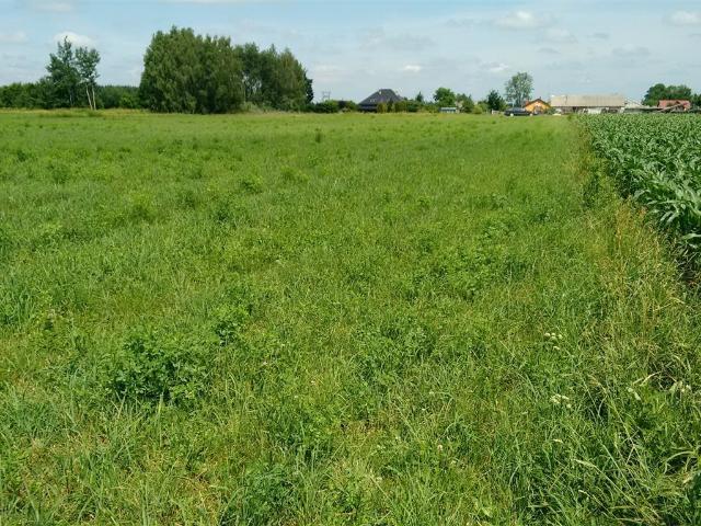 Działka 3000 m² w Kampinosie – inwestycja i kontakt z naturą