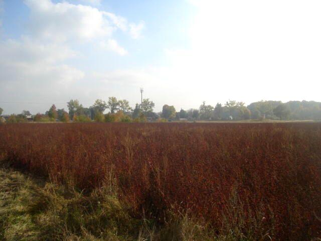 Działka 31 900 m², Borowa