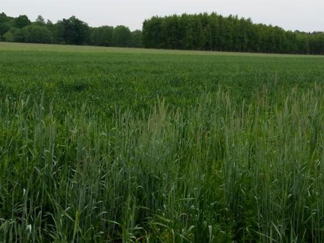Działka 3 000 m², Byków