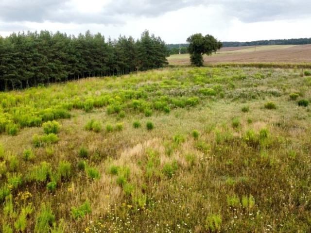 Działka 3 000 m², Kicin