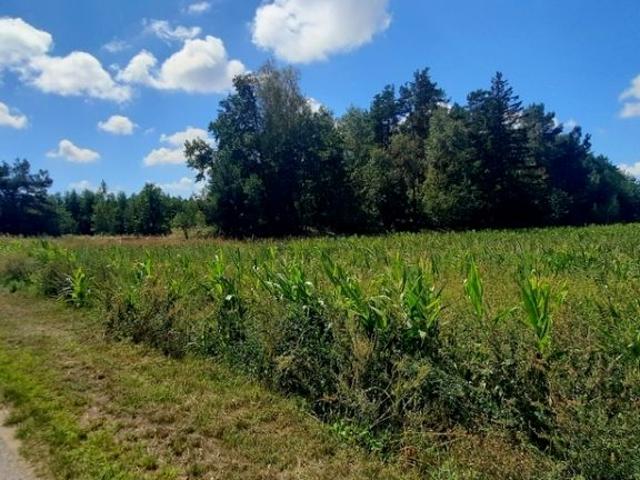 Działka 3 000 m², Krosno