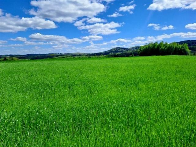 Działka 3 000 m², Wielopole Skrzyńskie