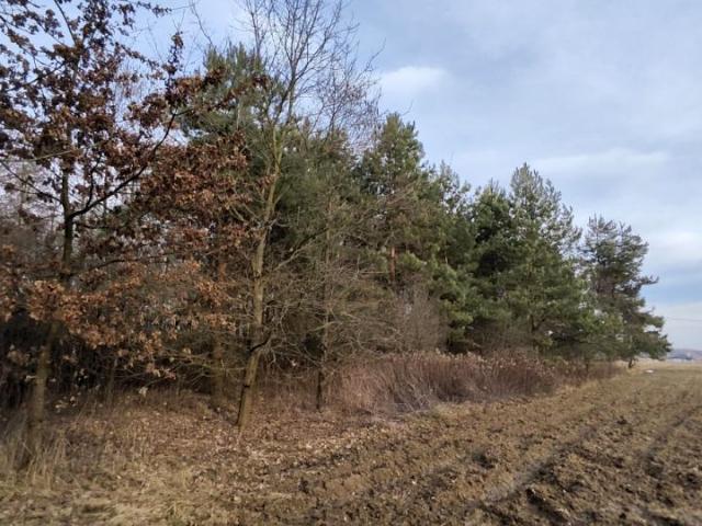 Działka 3 000 m², Wielopole