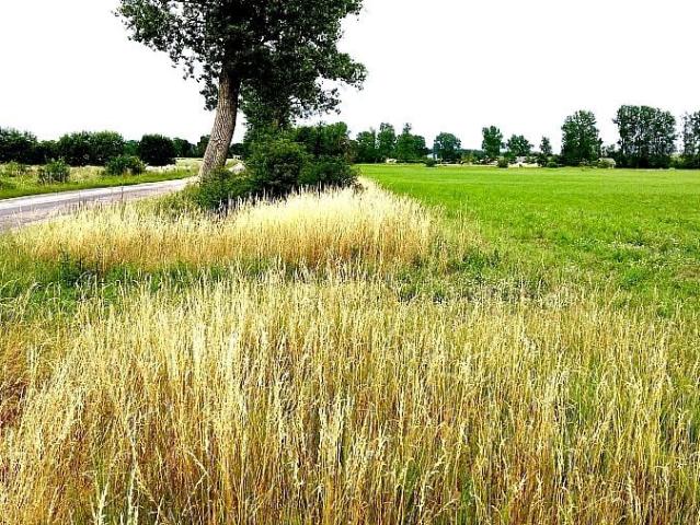 Działka 3 000 m², Trzebieszewo