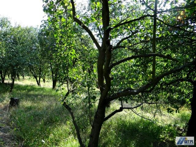 Działka 3 700 m², Wola Zachariaszowska