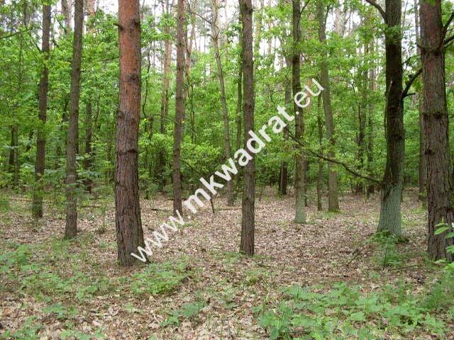 Działka 3 800 m², Marynin