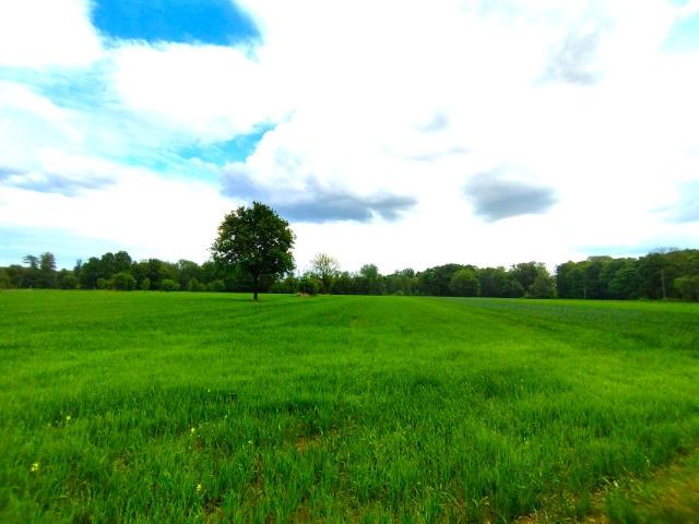Działka 3 950 m², Chojnów