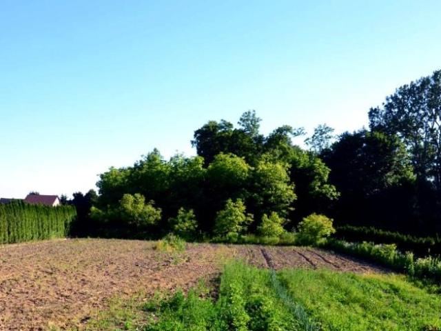 Działka 4 000 m², Dębno