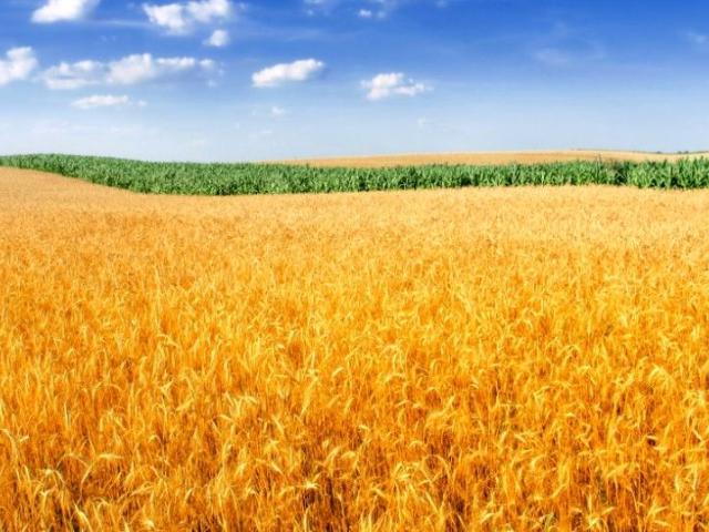 Działka 4 000 m², Środa Wielkopolska