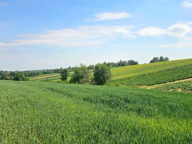 Działka 4 200 m², Cianowice