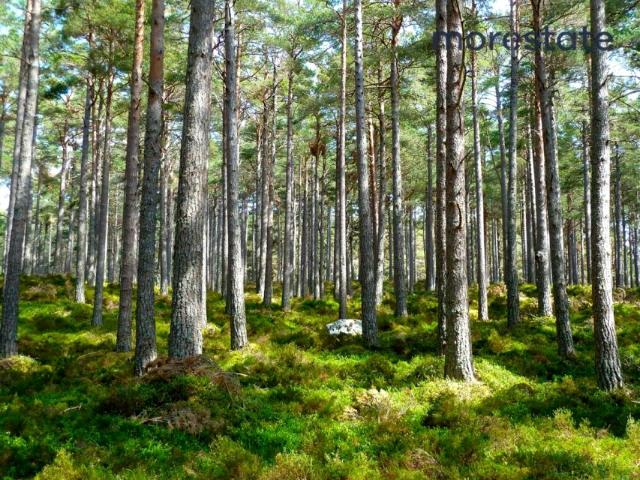 Działka 55 200 m², Borki