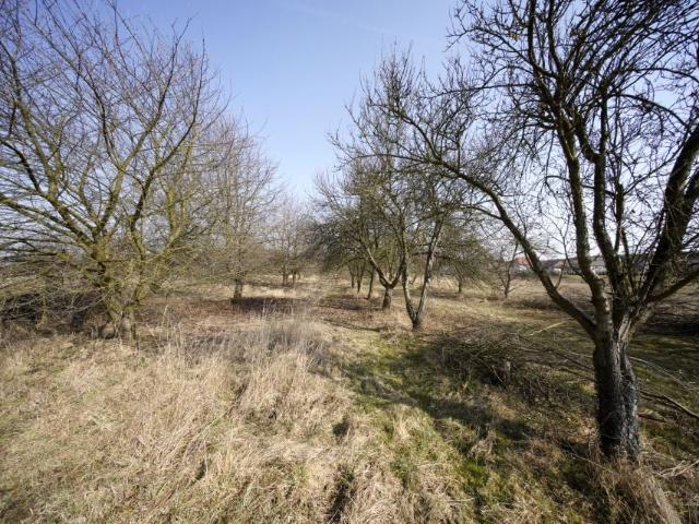 Działka 5 300 m², Orzeszków