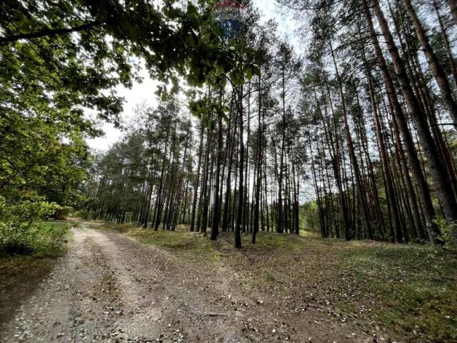 Działka 5 500 m², Pustelnik