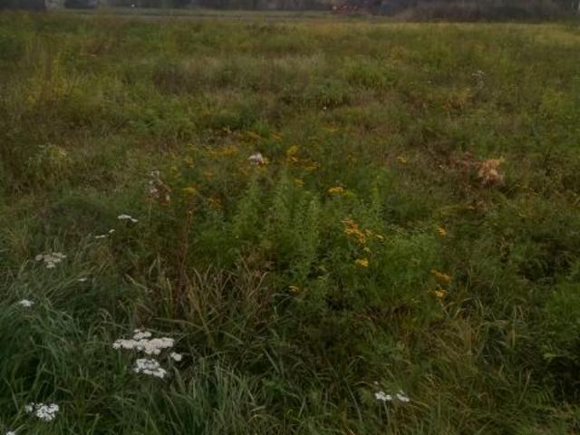 Działka 5 800 m², Radzików