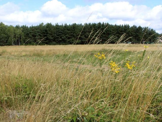 Działka 606 m², Nowe Dąbie