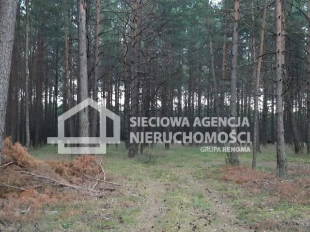 Działka 63 500 m², Wdzydze Tucholskie