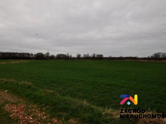 Działka 6 000 m², Zielona Góra