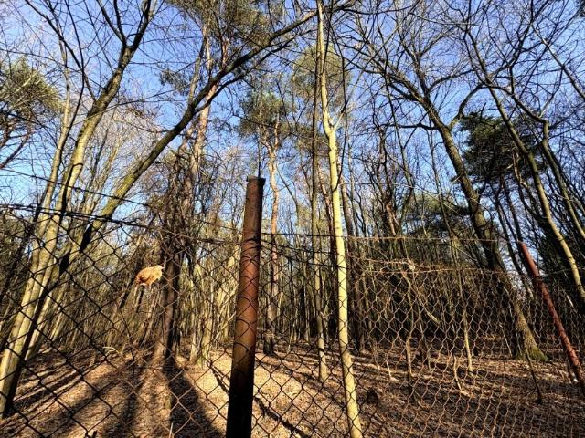 Działka 6 200 m², Siestrzeń