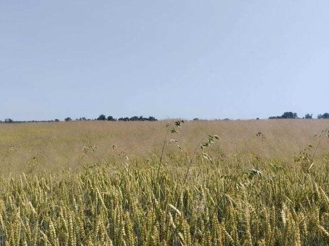 Działka 6 459 m², Mogilany
