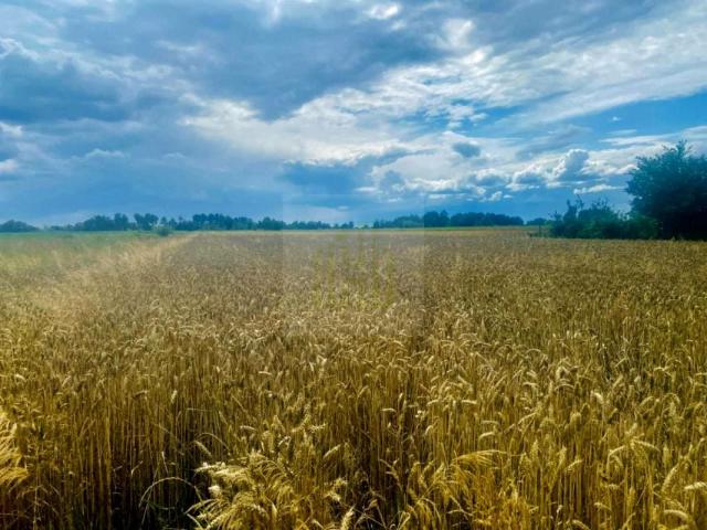 Działka 6 529 m², Nowe Faszczyce