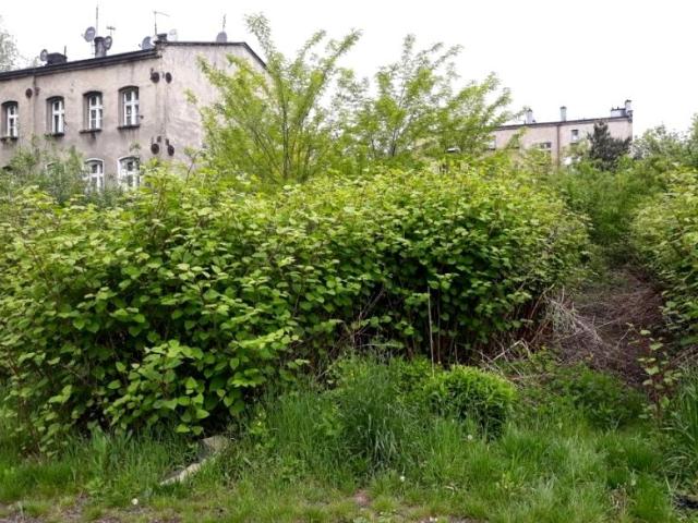 Działka 780 m², Ruda Śląska