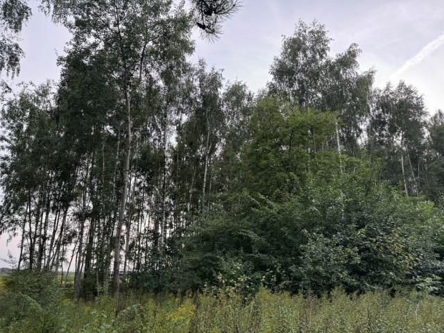 Działka 792 m² pod zabudowę mieszkaniową w Drwalewie