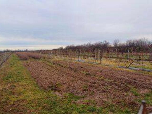 Działka 8027 m2 w Poniatowej na sprzedaż