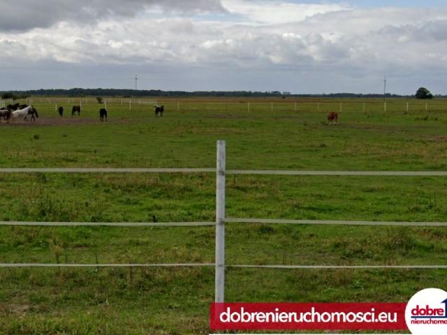 Działka 975 m², Nowe Dąbie