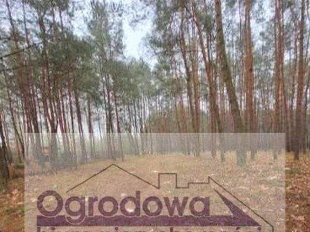 Działka 999 m² w Woli Polskiej – cicha okolica, las, rzeka