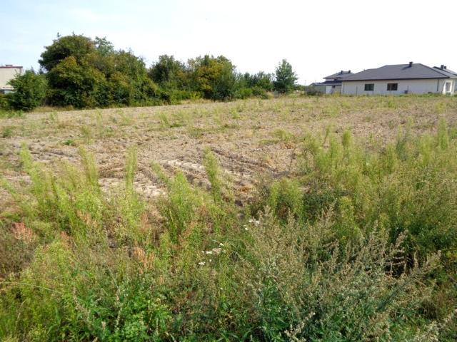 Dzikiego Bzu 1 000 m², Zaborówek
