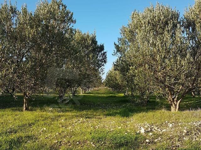 ÇEŞME ÇİFTLİKTE SATILIK ZEYTİNLİK