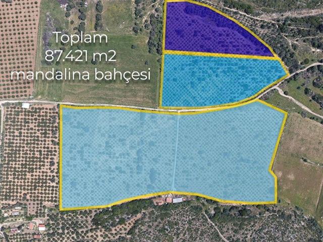 ÇEŞME ILDIRDA TOPLAM 87.421 m 3 PARSEL MANDALİNA BAHÇESİ