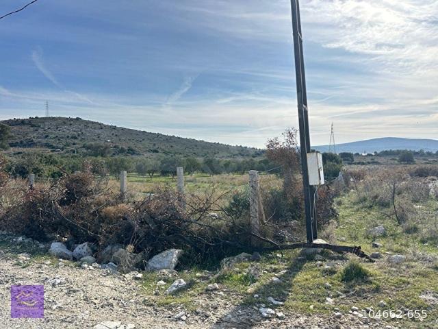 ÇEŞME RİESDERE DE SATLIK ZEYTİNLİ TARLA
