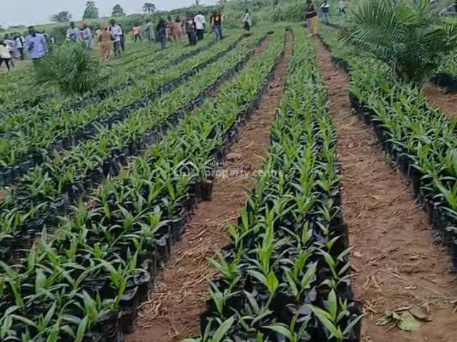 Earn Yearly By Investing In Oil Palm Business