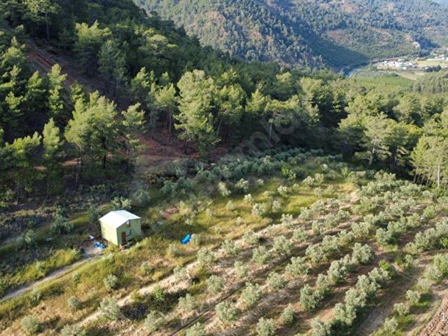 EGEPORT EMLAKTAN DALAMAN GÜRKÖYDE 2550 M MÜSTAKİL SATILIK TARLA