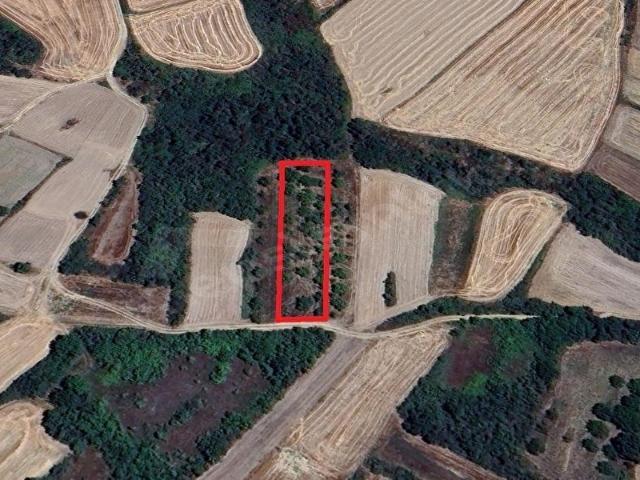 Edirne Havsa Azatlı'da Satılık 1800m Yolu Olan Tek Tapu Tarla