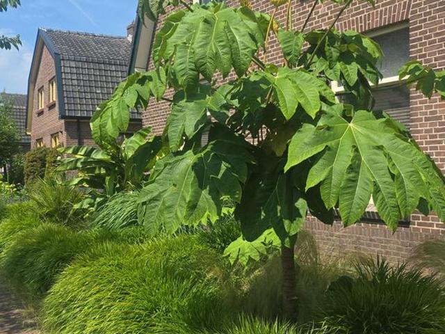 Eengezinswoning, vrijstaande woning te huur in Olst