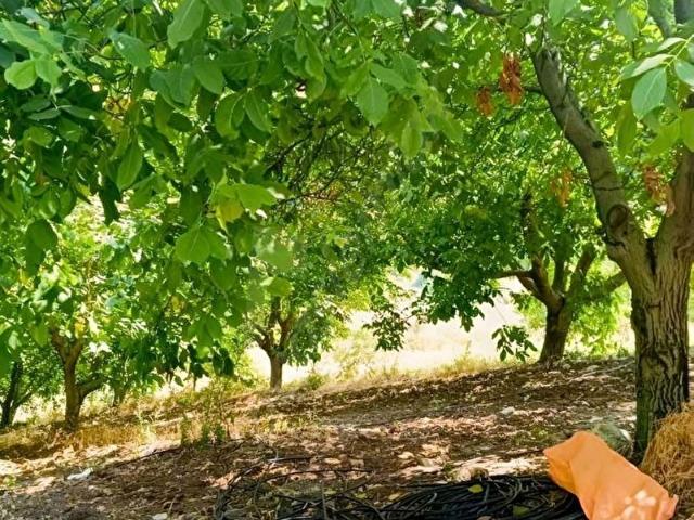 EKİNOX TRGO EMLAKTAN CEVİZLİK TARLA