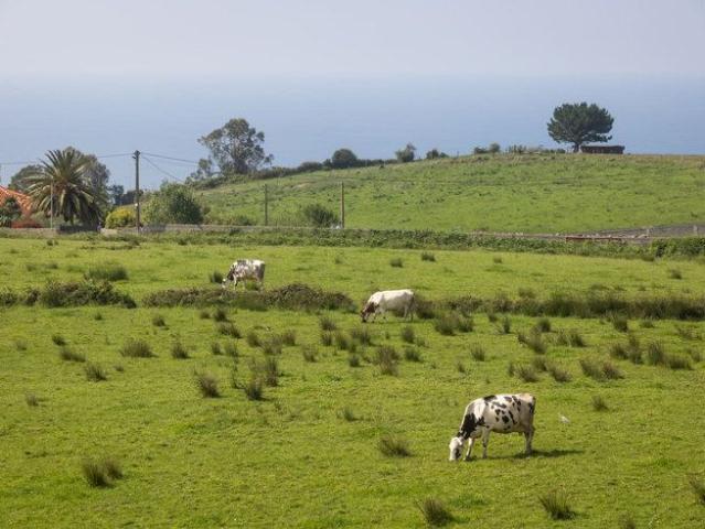 El Pino