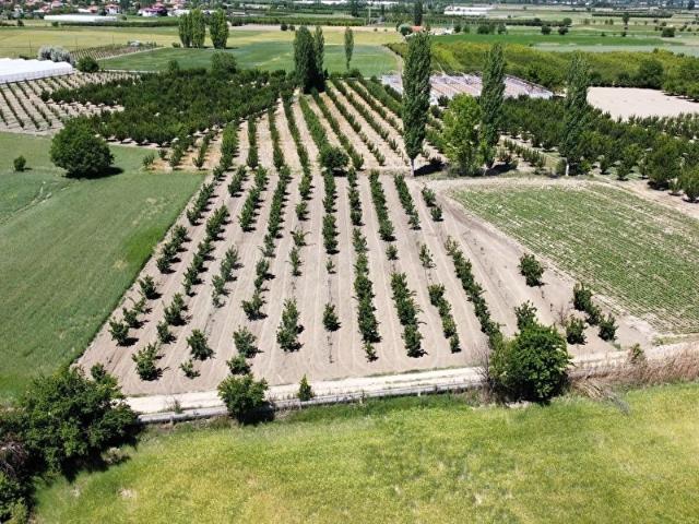 ELMALI TAVULLAR MAHALLESİN DE 3.300M2 AYVA BAHÇESİ SONDAJLI