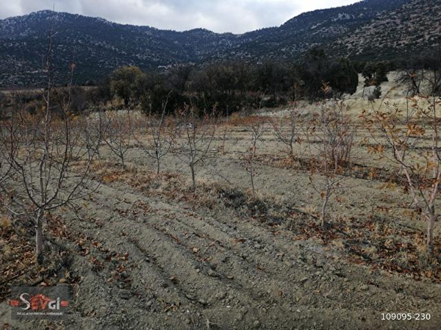 ELMALI YILIMAZLI GORTAN'DA KADASTRAL YOLA SIFIR, 600 ADET AĞAÇLI 7800 m 2 ADET TARLA SATILIKTIR