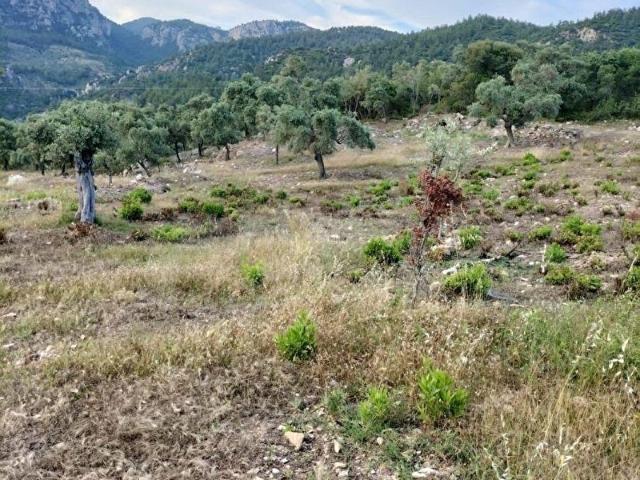 ELVAN ÖZÇELİK'DEN ÖREN KALEM'DE SATILIK ZEYTİNLİ TARLA