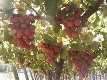 Empresa fruticola en venta 2 fincas