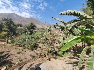 En Venta Terreno De 700 M2 Con Árboles Frutales En Ricardo Palma Huarochirí!