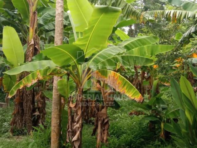 En Venta Terreno San Diego Venezuela